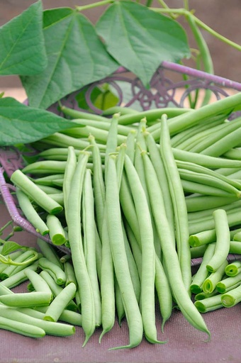 [1172] De Bolster Stokslaboon Cobra