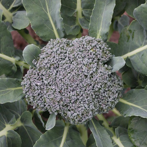 [1460] De Bolster Broccoli 'Groene Calabrese'