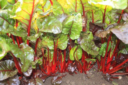 [1910] De Bolster Snijbiet 'Rhubarb Chard'