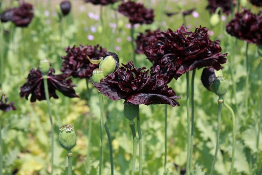 [5775] De Bolster Papaver 'Black Paeony'