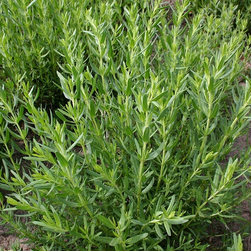 [3110] De Bolster Hyssop