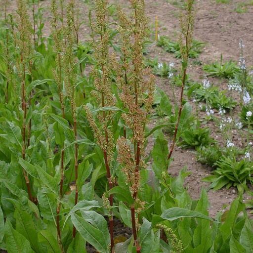 [3320] De Bolster Spinaziezuring 'Green Blade'