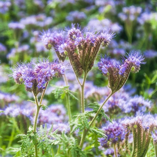 [4050] De Bolster Phacelia - Groenbemester