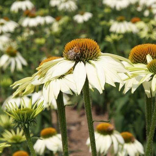 [7322] De Bolster Zonnehoed 'White Swan'