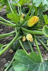 [032.05] De Zaderij Courgette Dikkertje Dap