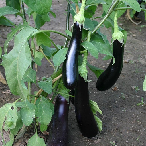 [1025] De Bolster Aubergine 'Violetta Lunga 3'