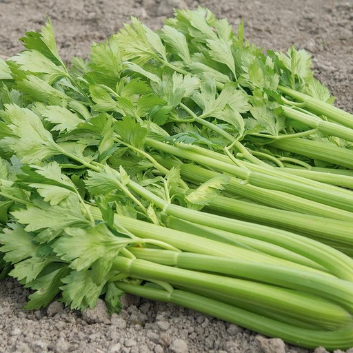 [1365] De Bolster Bleekselderij 'Tango F1'