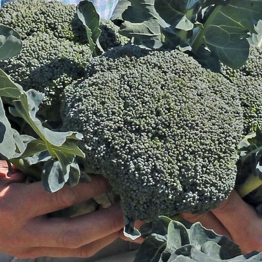 [1467] De Bolster Broccoli 'Covina F1'