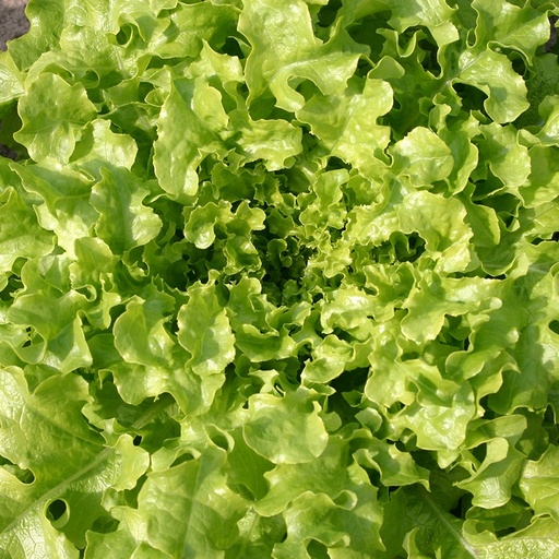 [1833] De Bolster Eikenbladsla 'Salad Bowl'