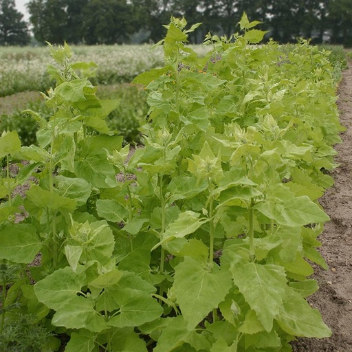 [1990] De Bolster Tuinmelde, lichtgroen