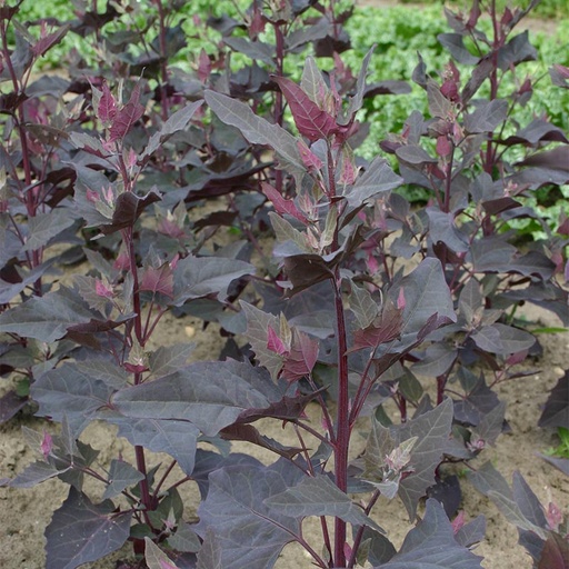 [2000] De Bolster Tuinmelde, rood