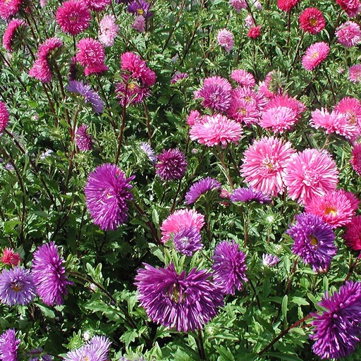 [5150] De Bolster Zomeraster, dubbelbloemig