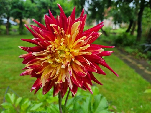 [dakit01] BIO Dahlia Akita p/s