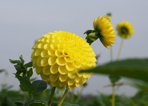 [dgoto01] BIO Dahlia Golden Torch p/s