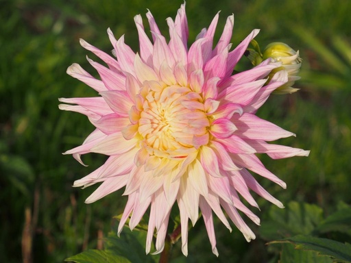 [dkiev01] BIO Dahlia Kiev p/s