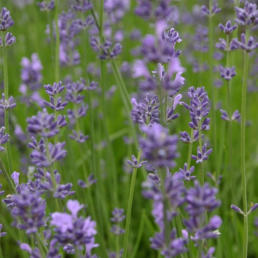 [3170] De bolster Lavendel