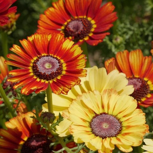 [5210] De Bolster Bonte ganzenbloem 'Flame Shades'