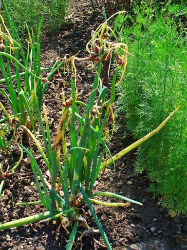 [24HBEBU] Egyptische Boomui Bio (Wit Groen 10 stuks)