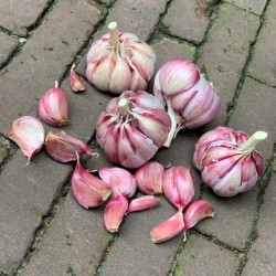 [24KBMO35] Bio Knoflook Morado 3 bollen
