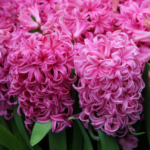 [hpipe14] Hyacinthus Pink Pearl Bio ( per 5)