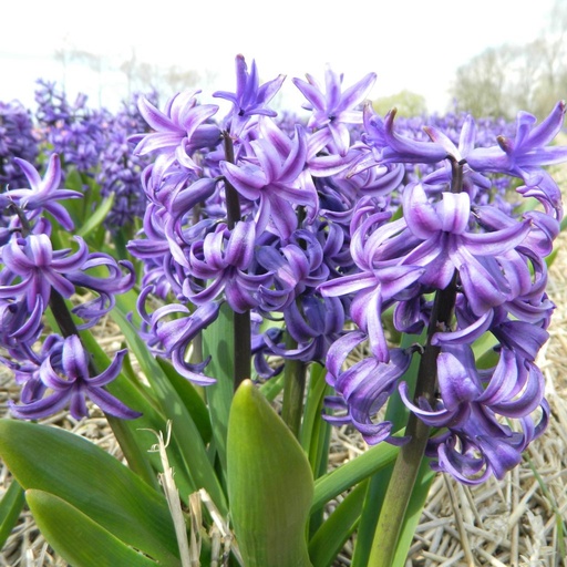 [hdebl14] Hyacinthus Delft Blue Bio ( 5 Stuks)