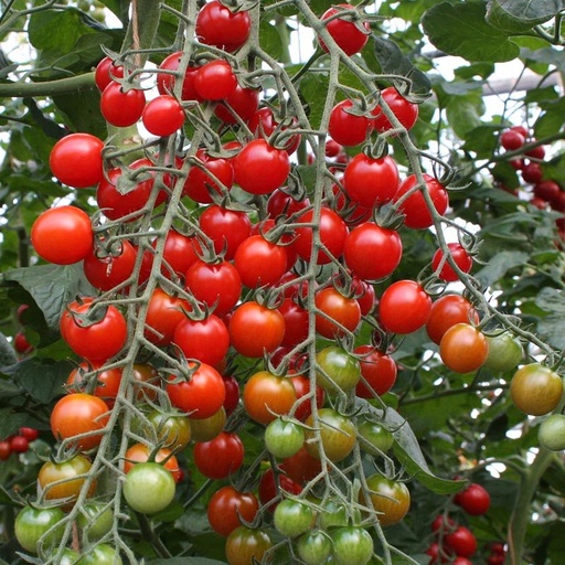[1948] De Bolster Cherrytomaat 'Bartelly F1'