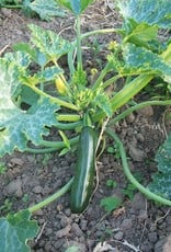 [391.05] De zaderij Courgette Glansmajor