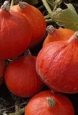 [742.05] De zaderij Pompoen Uchiki Kuri
