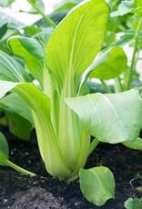 [039.05z] De zaderij Paksoi Taisai