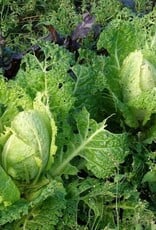 [040.05] De zaderij Bloemendaalse Gele Savooiekool