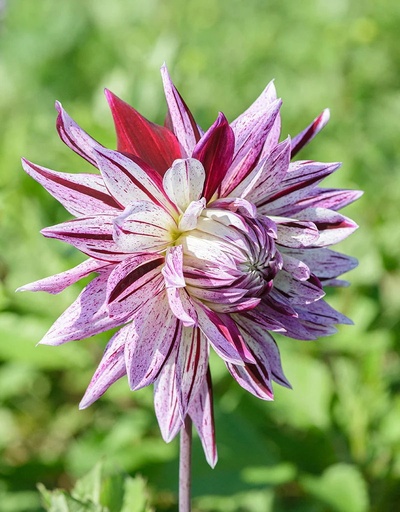 [davig01] Bio Dahlia Avignon p/s
