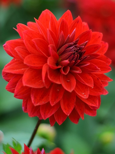 [dmeno01] Bio Dahlia Menorca p/s