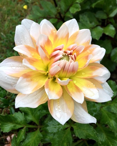 [dseat01] BIO Dahlia Seattle p/s