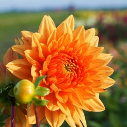 [dsufl01] BIO Dahlia Summerflame p/s