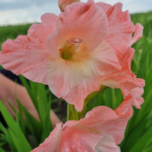 [gkarm10] BIO Gladiool Karma 5 stuks