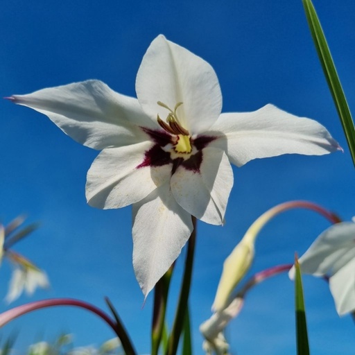 [acida06] BIO Acidanthera 10 stuks