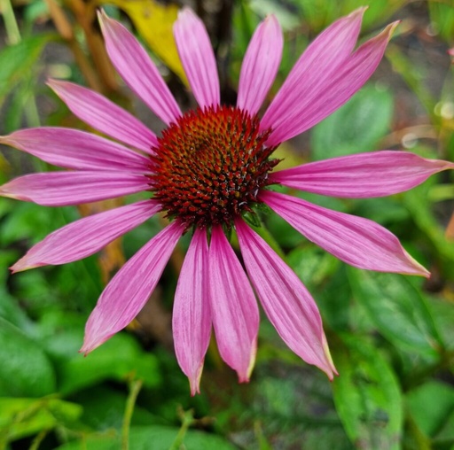[epuma01] BIO Echinacea purpurea Magnus /rode zonnehoed’, per 3 stuks