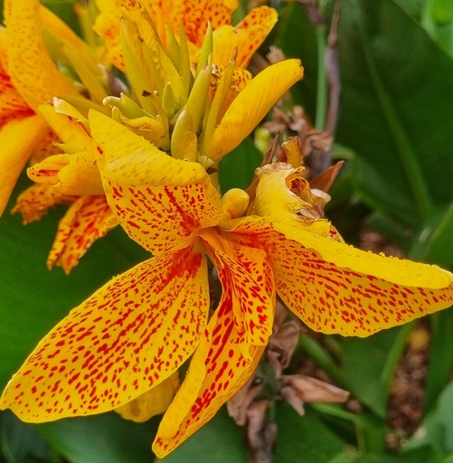 [cinre01] BIO Canna indica Cleopatra p/s