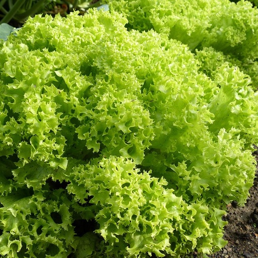 [1836] De Bolster Krulsla 'Lollo Bionda'