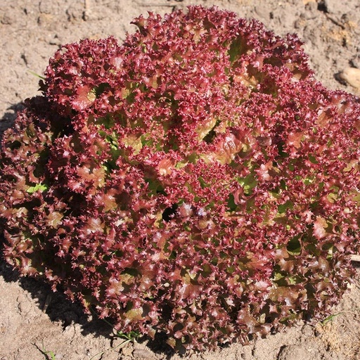 [1837] de Bolster Krulsla 'Lollo Rossa'