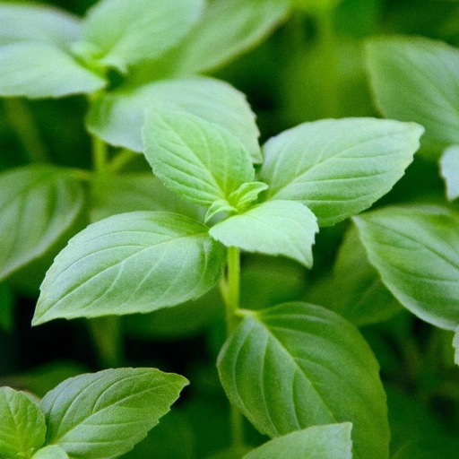 [3034] De Bolster Citroenbasilicum 'Sweet Lemon'