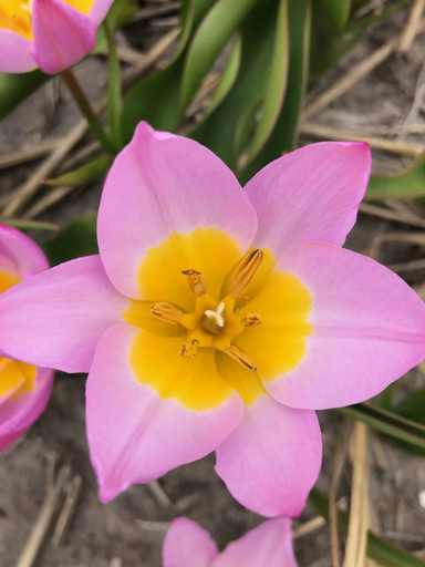 [tliwo05] BIO Tulp bakerii 'Lilac Wonder' 5 stuks ( pas leverbaar vanaf half september)