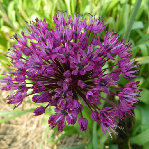 [apuse10] BIO Allium aflatuense 'Purple Sensation' | 5 stuks