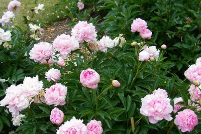 [25HBPRrzH] Bio Pioenroos ‘Sarah Bernhardt’ per 5 stuks