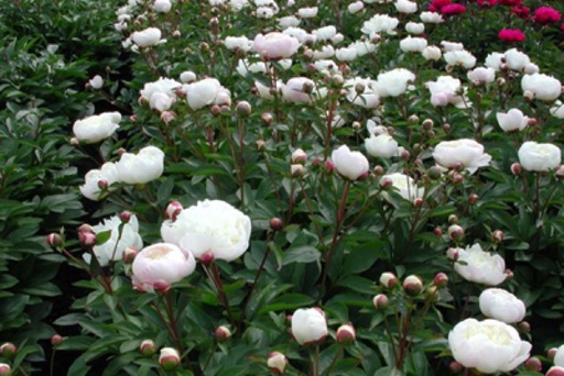 [25HBPRwH] Bio Witte Pioenroos Paeonia lactiflora ‘Duchesse de Nemours’per 5 stuks