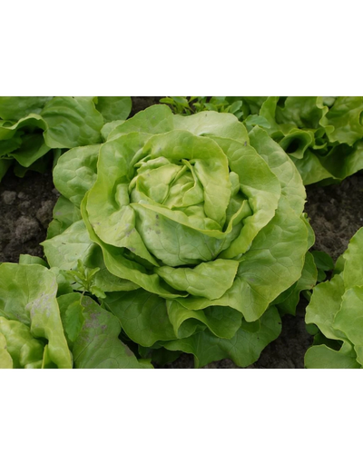 [738.05] De Zaderij Sla Thirza