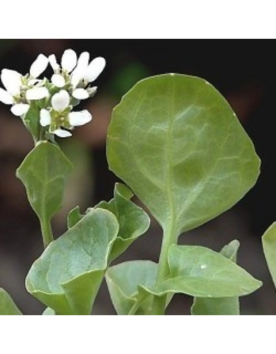 [059.01] De zaderij Lepelblad