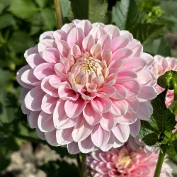 [dfaye01] Bio Dahlia Faye p/s