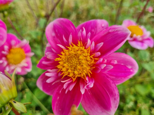 [dhart01] BIO Dahlia Hartenaas p/s