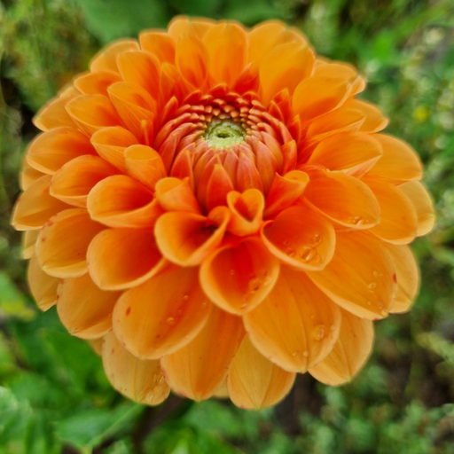 [dsylv01] BIO Dahlia Sylvia p/s